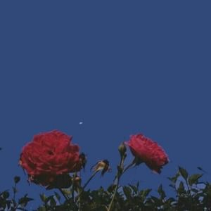 Meet your Posher, Chloe